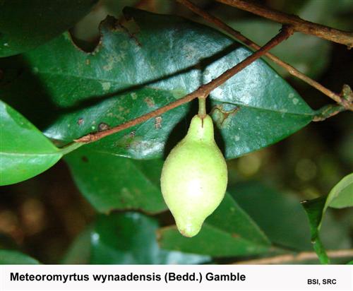 Meteoromyrtus wynaadensis (Bedd.) Gamble